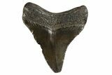 Juvenile Megalodon Tooth - South Carolina #312125-1